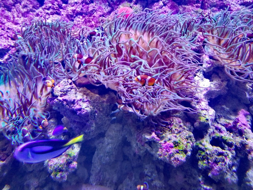 Рыбки клоуны