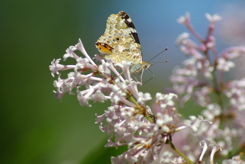 Фотография автора Валентин Амфитеатров