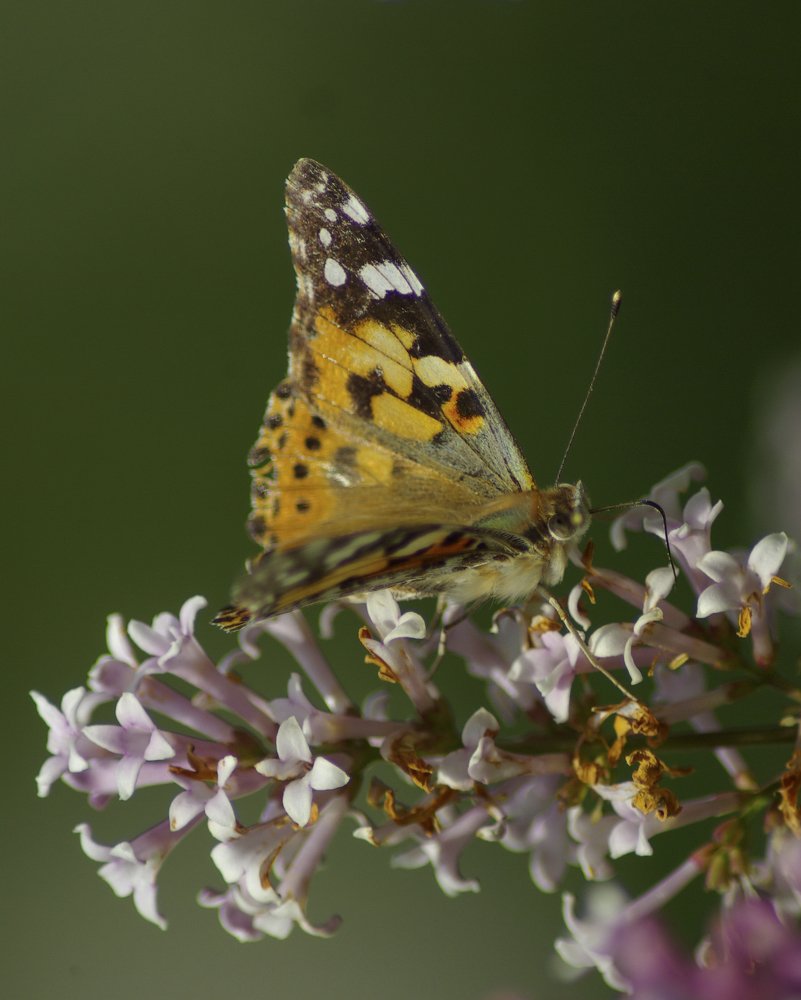 Фотография автора Валентин Амфитеатров