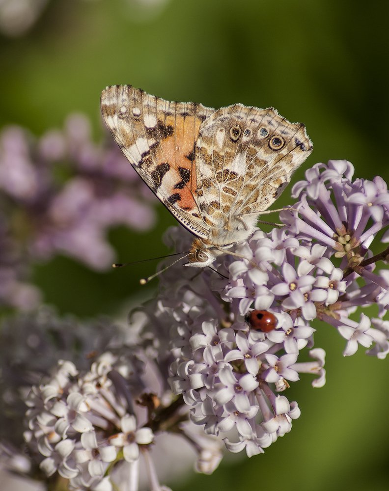 Фотография автора Валентин Амфитеатров