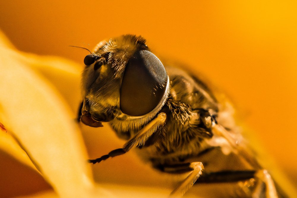 Фотография автора Мария Сурмачева