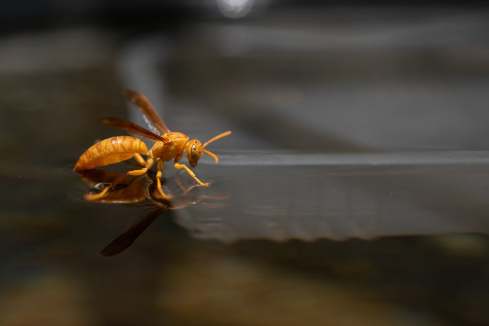 Photograph by Dennis Godin