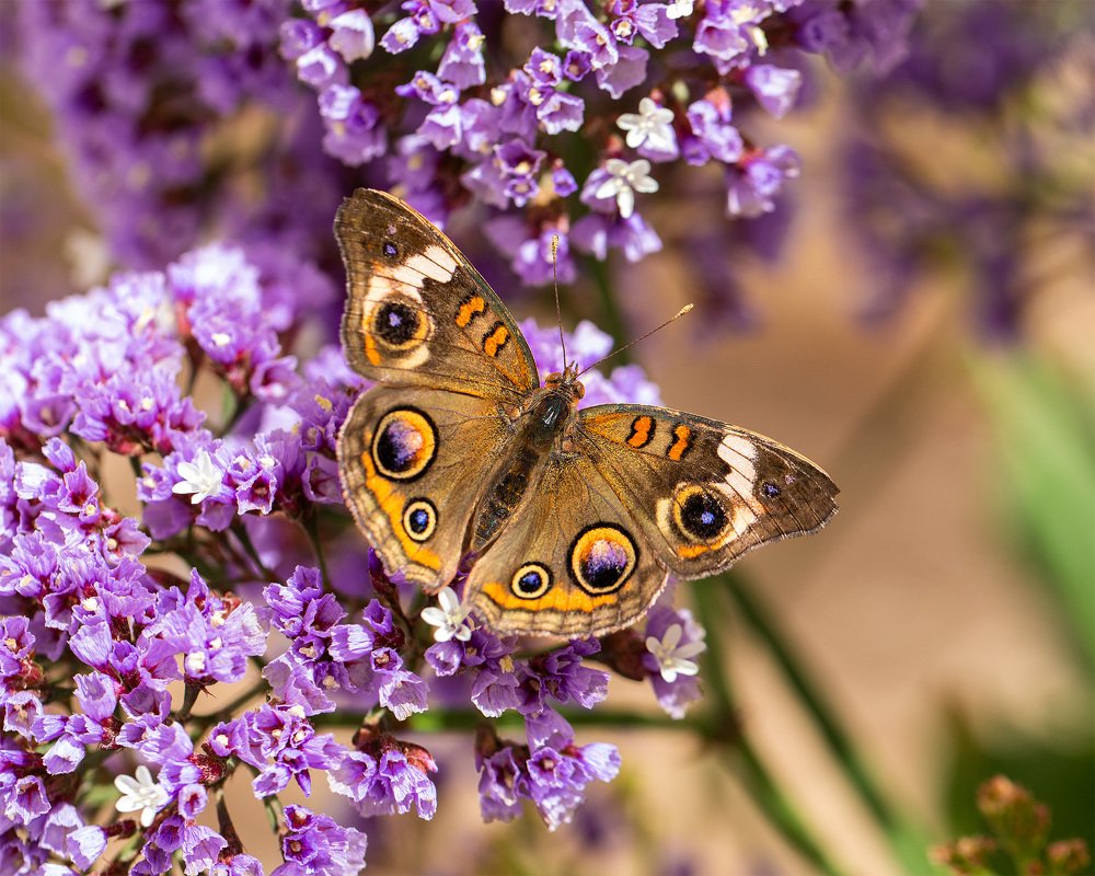 Buckeye butterfly