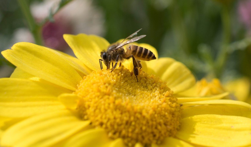 Photograph by Dennis Godin