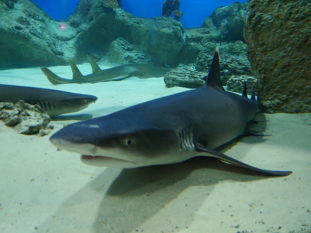 Photograph by Юрий Сычев