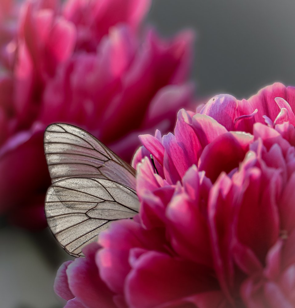 Photograph by Татьяна Ломоносова