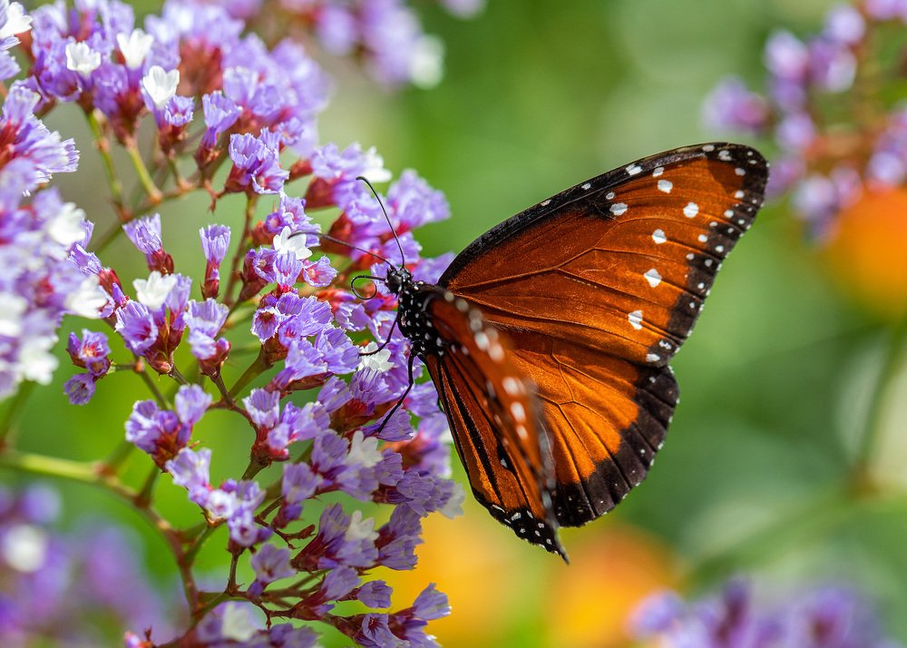 Photograph by Lana Anferow