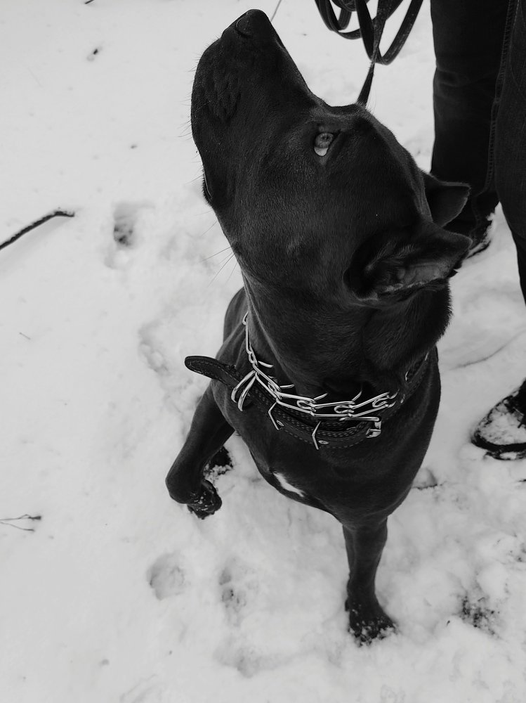 Преданность