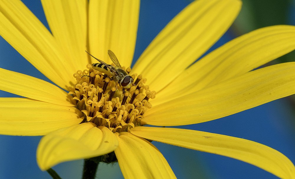 Фотография автора Анатолий Зверев