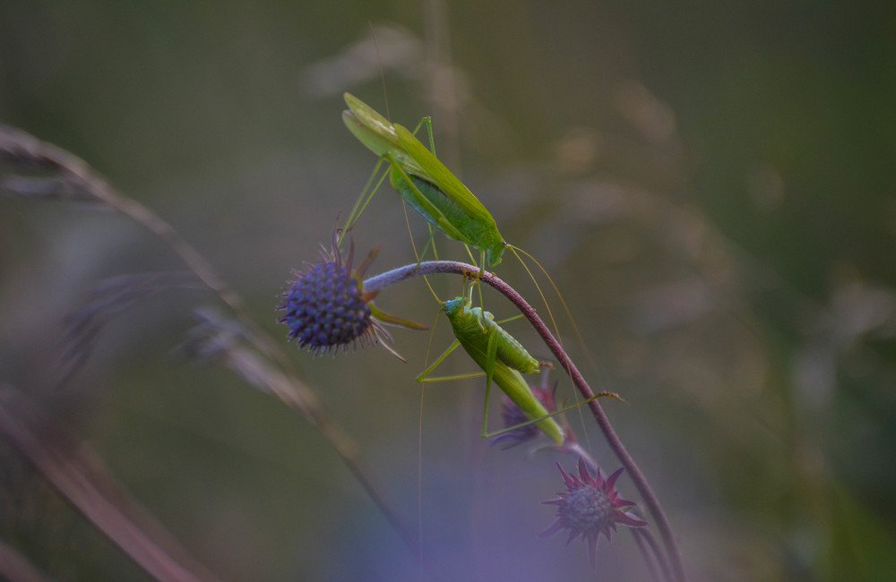 Photograph by Надежда Кузьмина