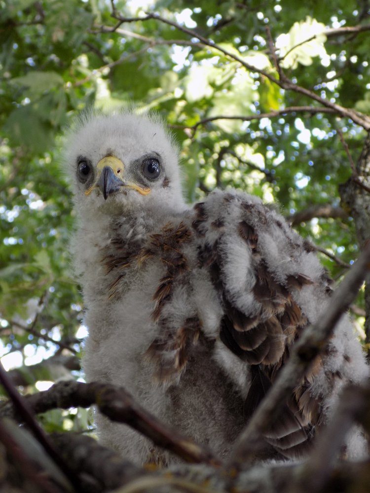 В мечтах о небе.