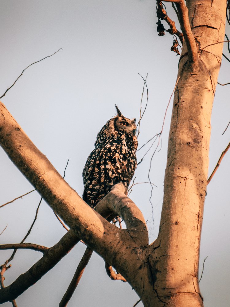 Фотография автора Arpit Dhore