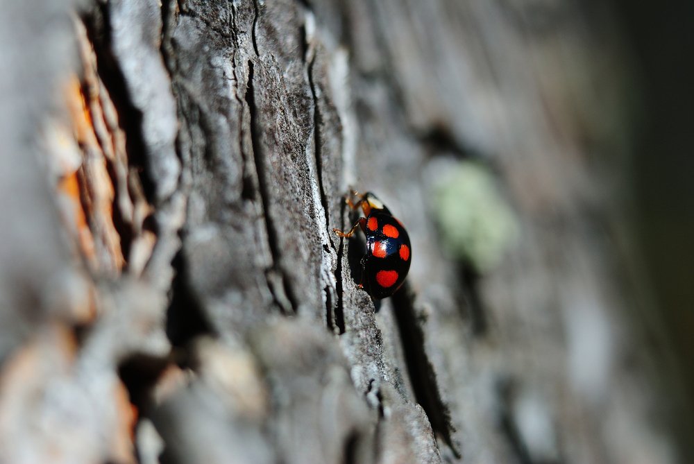 Photograph by Галина Патрушева
