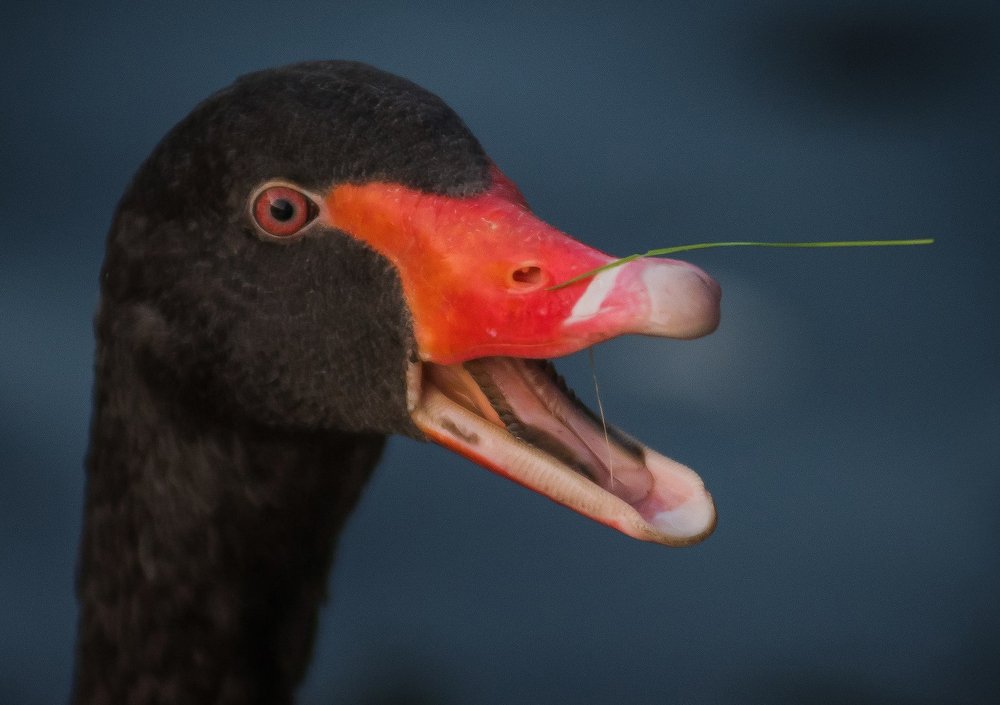 Photograph by Даркина Дарья