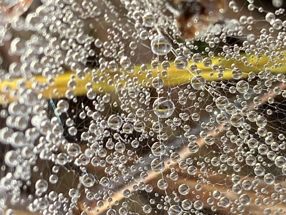 Photograph by Лена Гобена