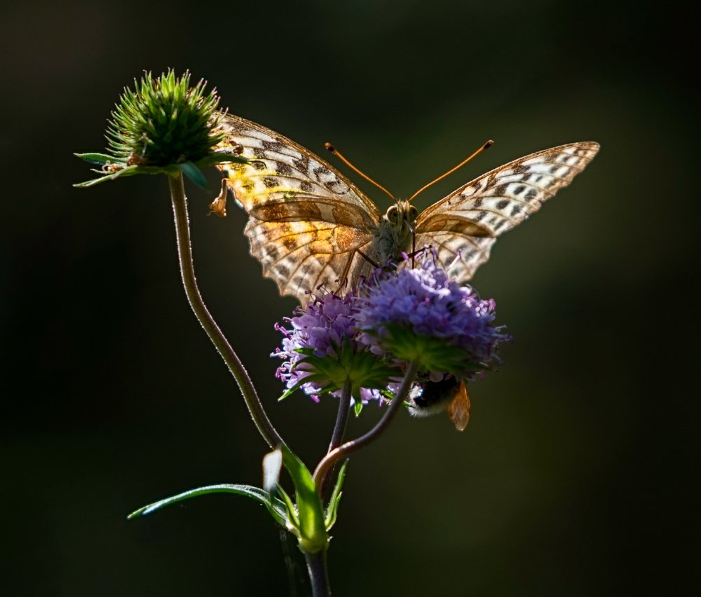 Photograph by Олег Пученков