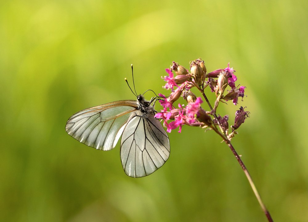 Photograph by Олег Пученков