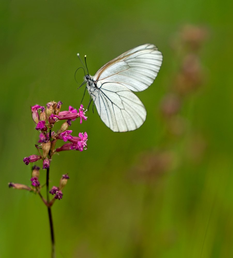 Photograph by Олег Пученков