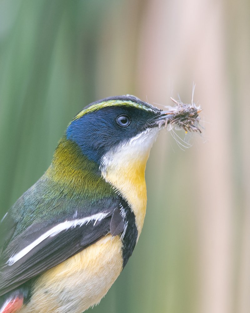Many Coloured Rush Tyrant feeding chicks