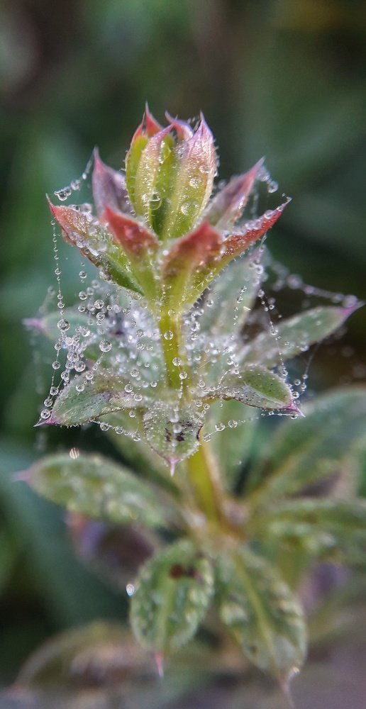 Природа-лучший художник...