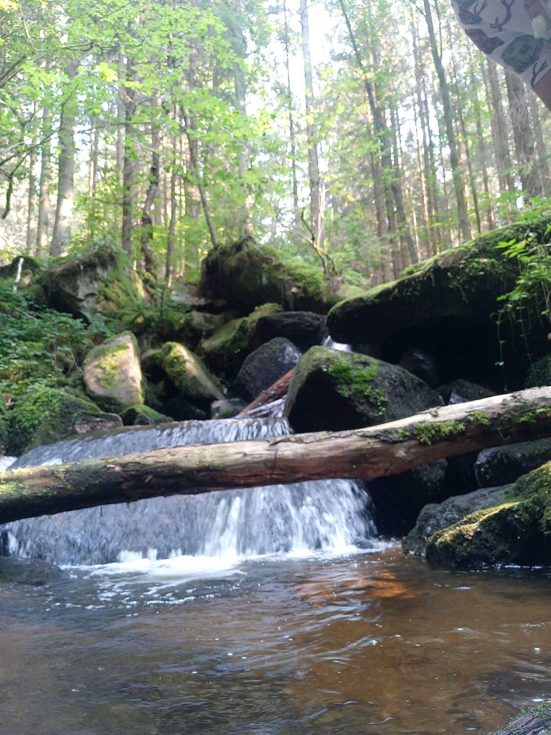 Photo #5419346
