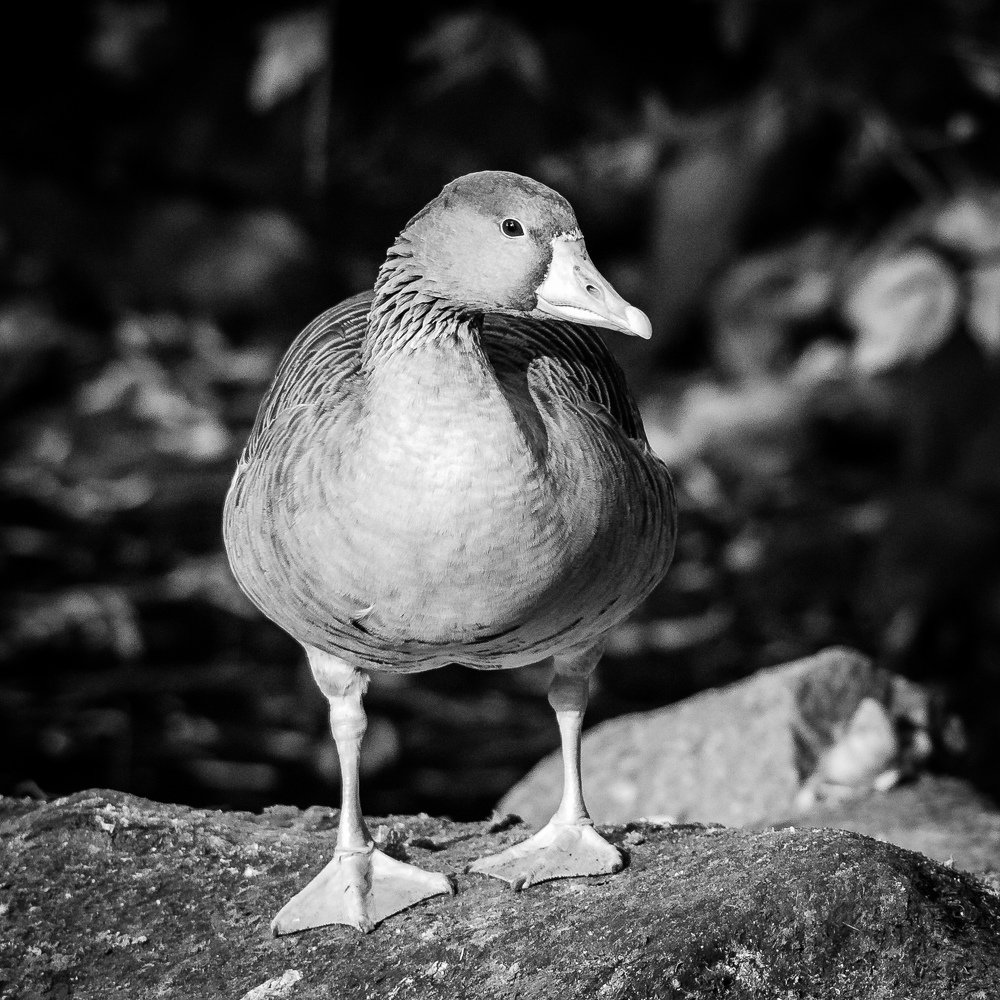 Фотография автора Владимир Брызгунов