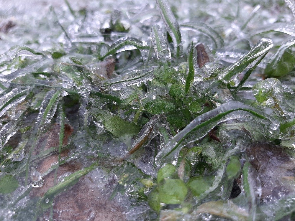 Жизнь во льду