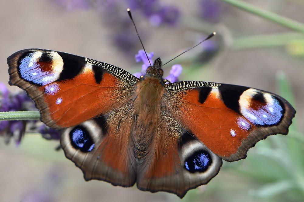 Фотография автора Evgeniya Fedorova