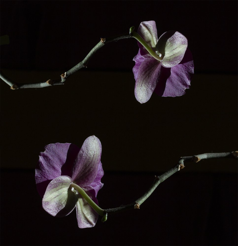 Flowers of life