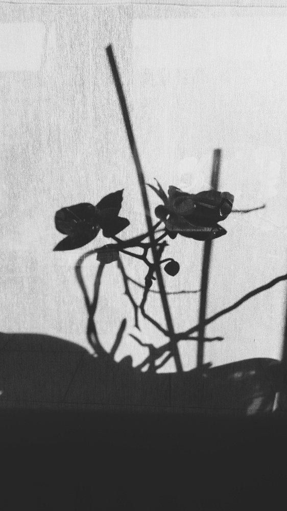 Photograph by Elena Smirnova