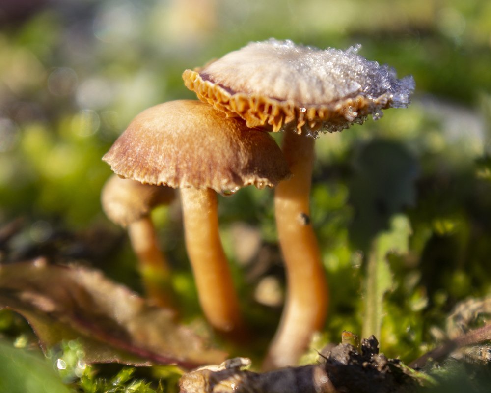 Photograph by János Rábli