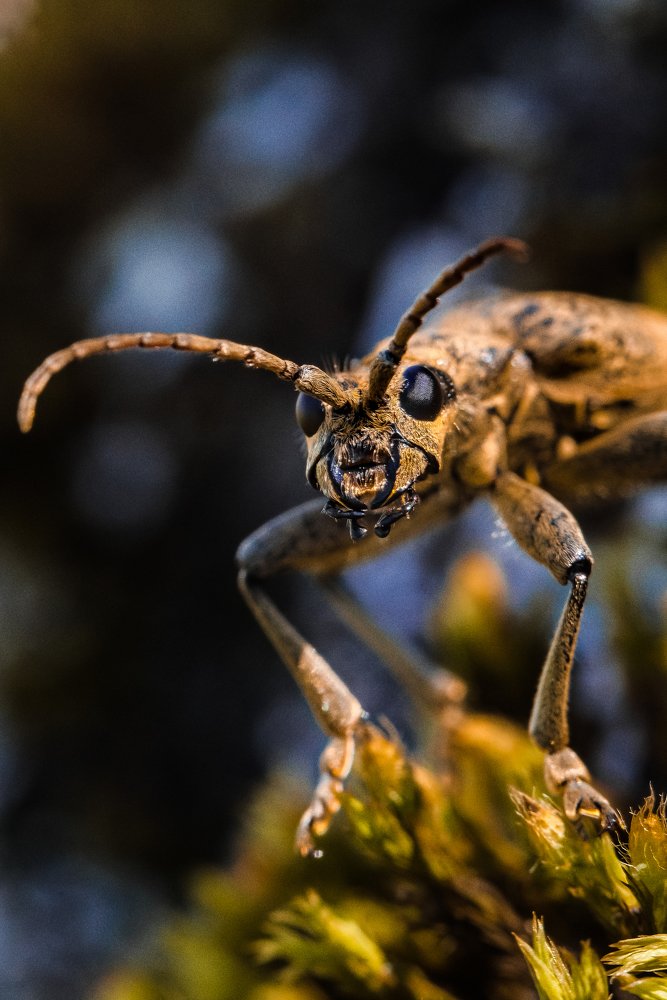 Фотография автора Мария Сурмачева