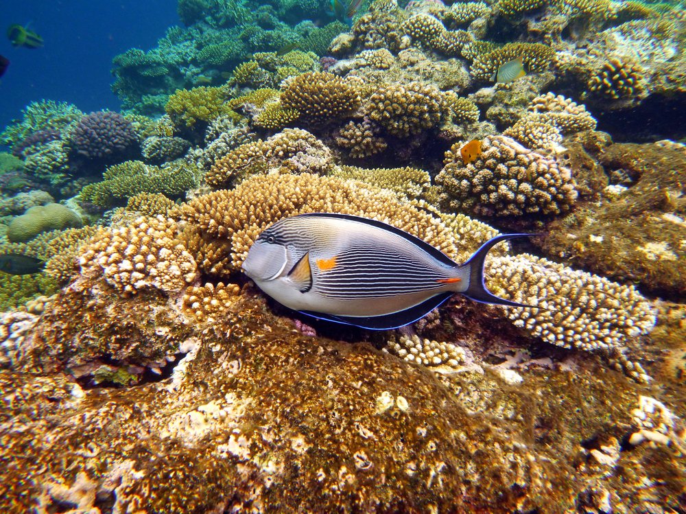 Подводный мир Красного моря