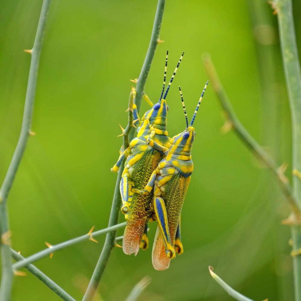 Photograph by Khalid Gurchani