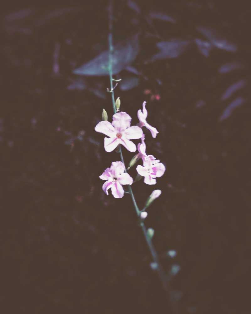 Photograph by Bushara Ibrahim