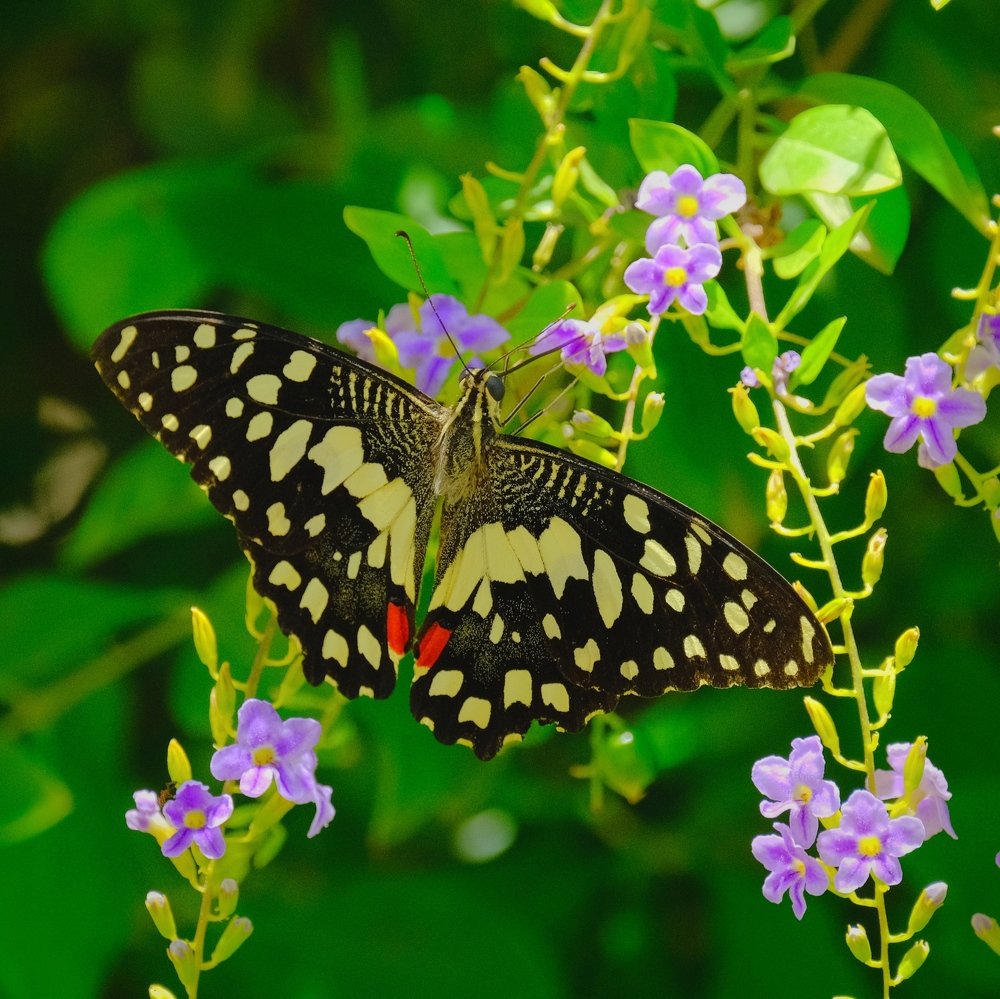 Photograph by Khalid Gurchani