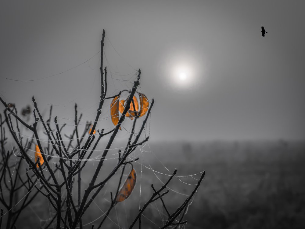 On a gray foggy morning.Flying over the autumn field