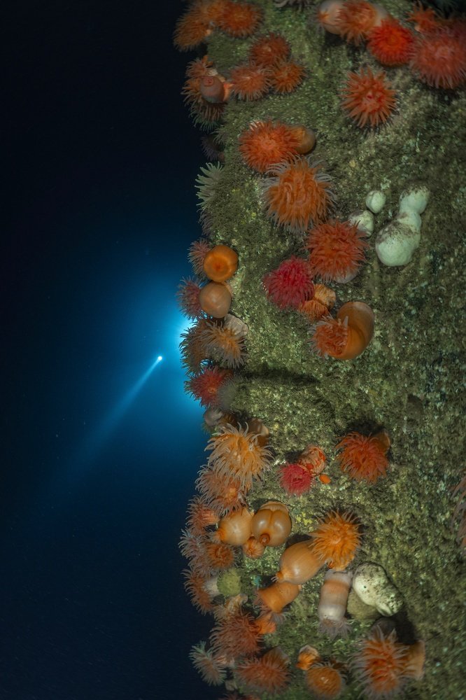 Сады актиний