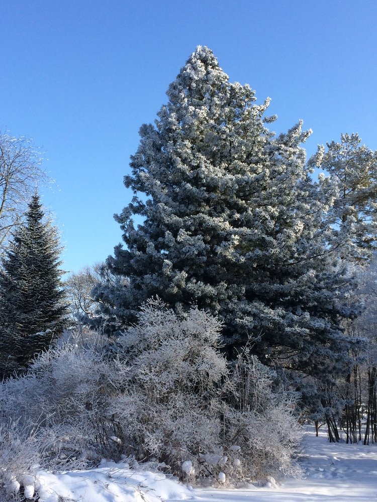 Снежная сказка. Кедр. 35-градусный мороз в Санкт-Петербурге.