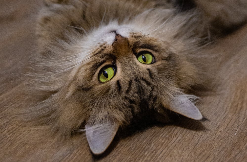 Photograph by Виктория Копытова