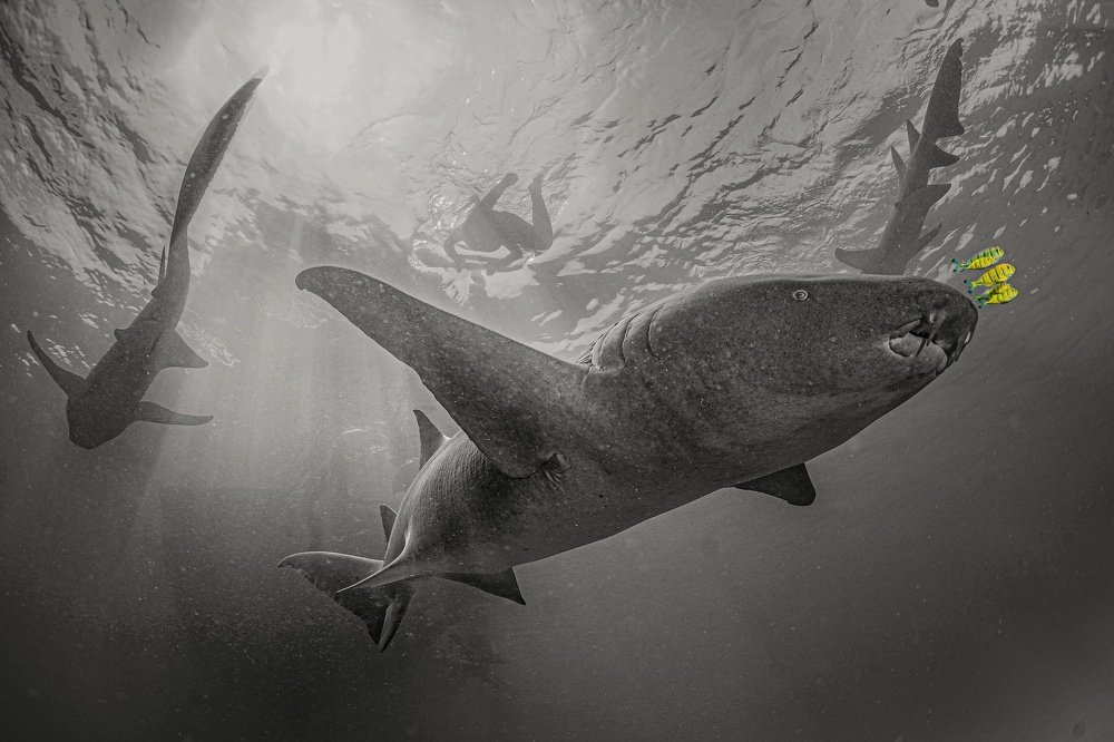 Фотография автора Павел Лапшин