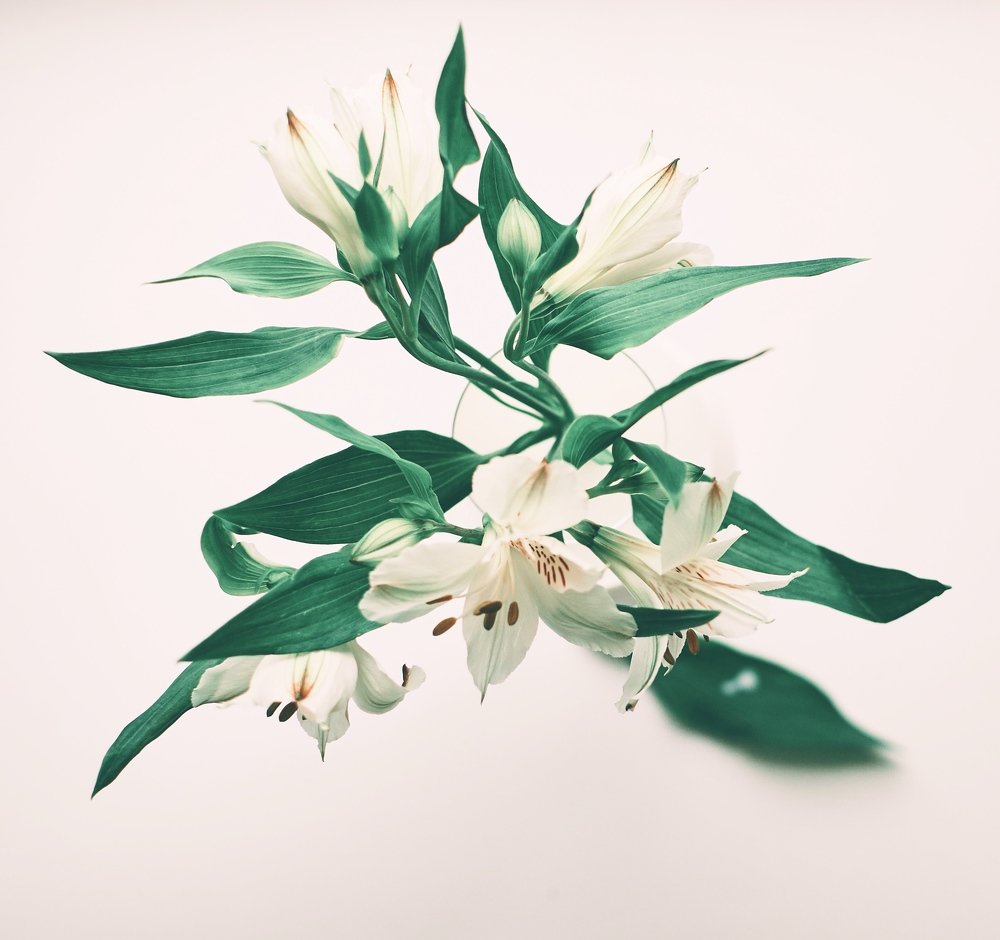 Alstroemeria, milk and sugar bowl