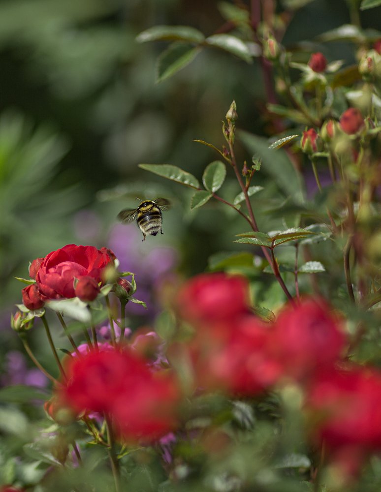 Photograph by Елена Дзюба