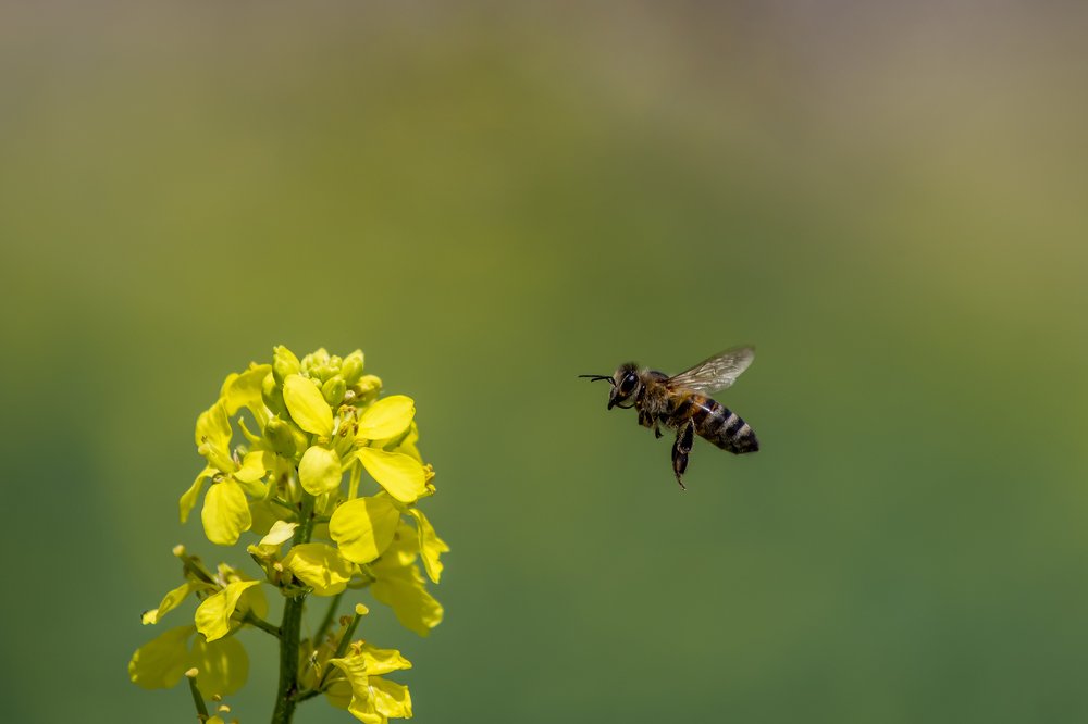 Photograph by Ramazan Cirakoglu
