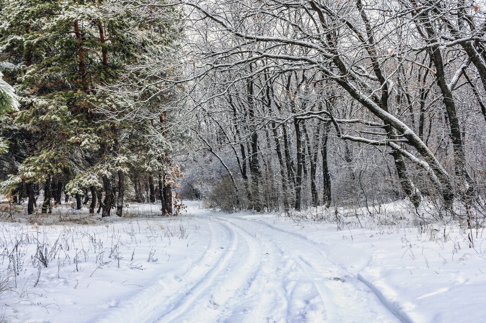 Где встречается смешанный лес..