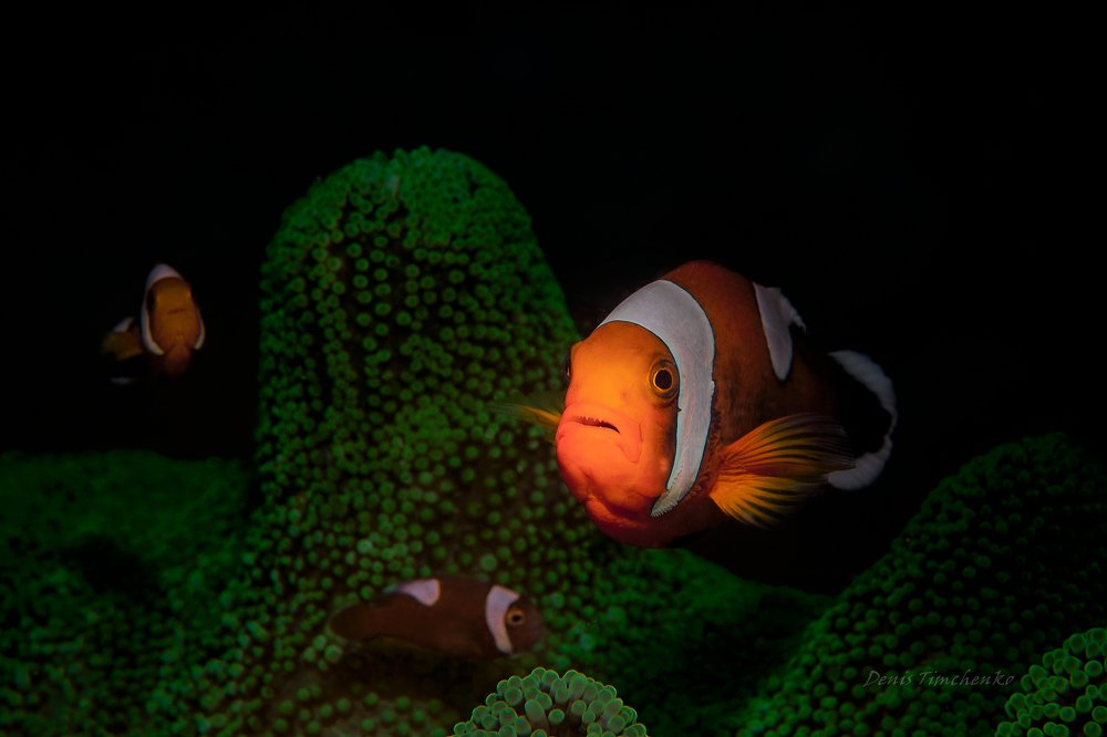 Photograph by Denis Timchenko