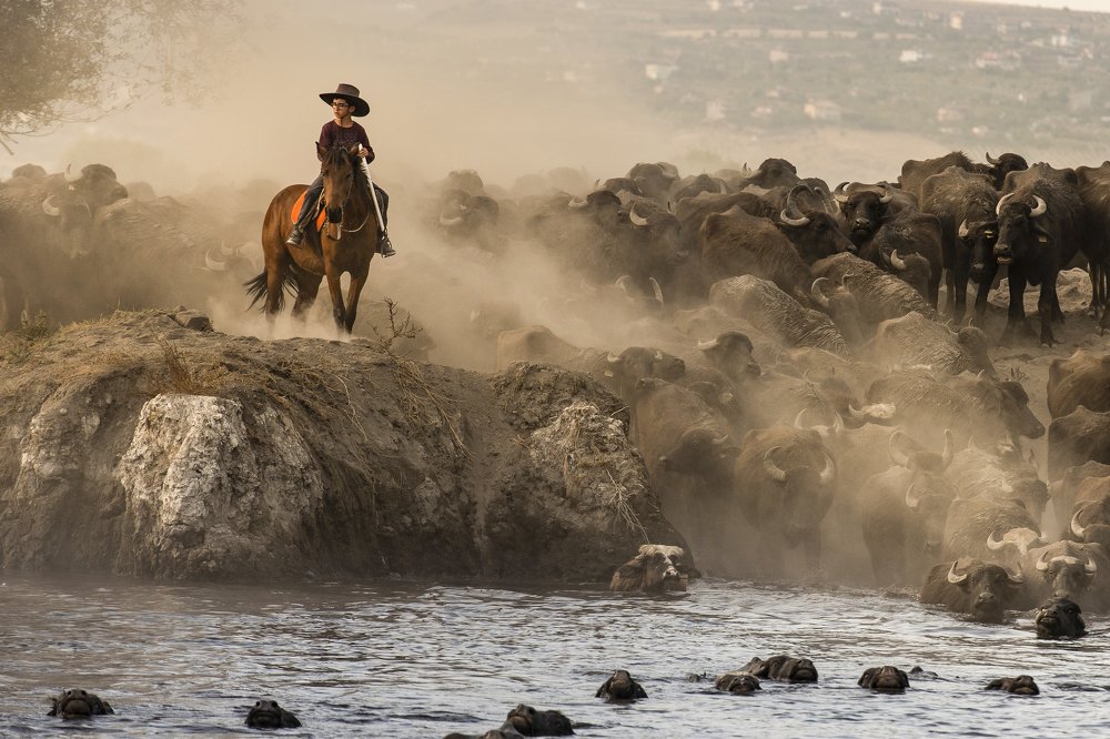 Küçük Manda Çobanı