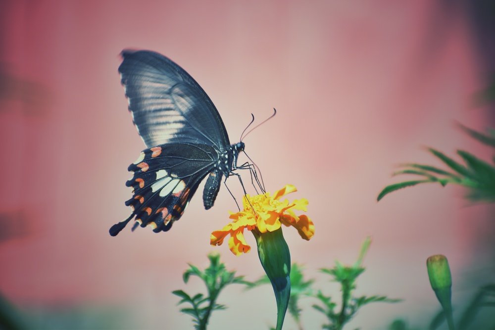 Photograph by Amarjit Mandal