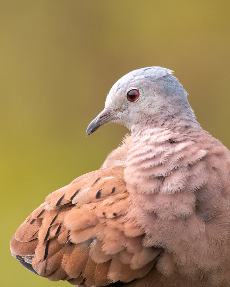 Photograph by Rafael Maffessoni