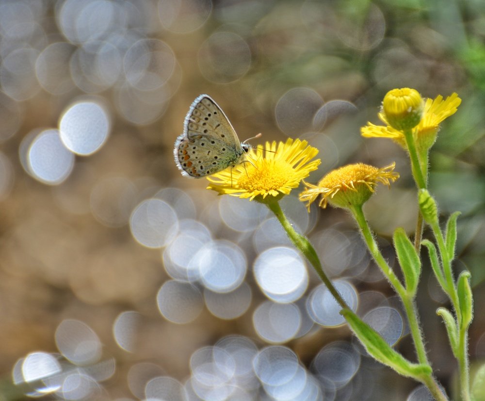 Photograph by Amin Naghavi
